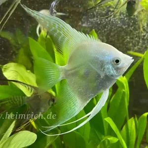 Skalar spec. Pinoy Snowwhite, large 6er-Gruppe (Pterophyllum scalare) Neuheit