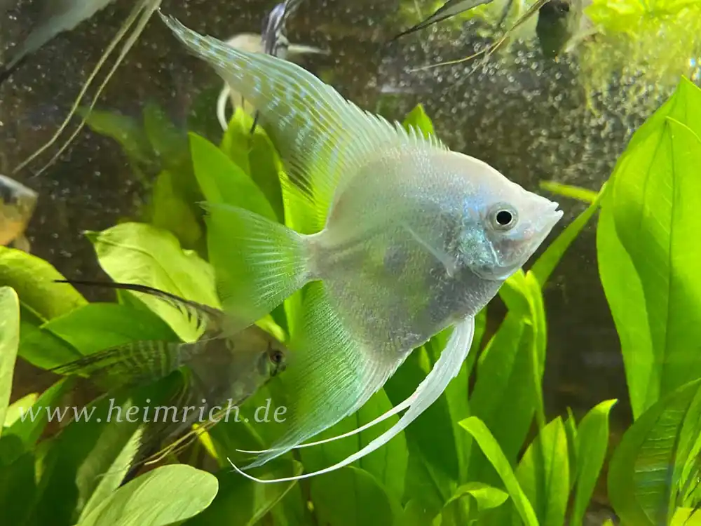 Skalar spec. Pinoy Snowwhite, large 6er-Gruppe (Pterophyllum scalare) Neuheit