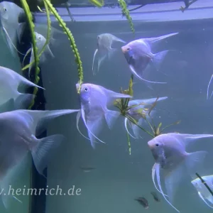 Sonderaktion Skalar spec. Pinoy Snowwhite, XL (Pterophyllum scalare)