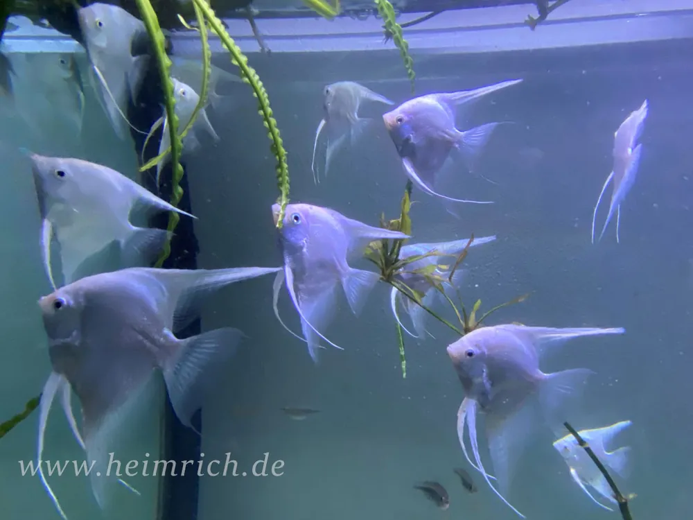 Saisonangebot Skalar spec. Pinoy Snowwhite, XL 2er-Gruppe (Pterophyllum scalare)
