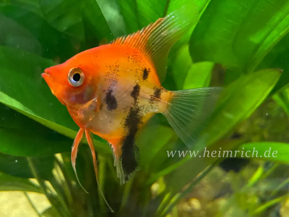 Skalar Marmor Super Red, med 2er-Gruppe (Pterophyllum scalare) Sichere Zahlung