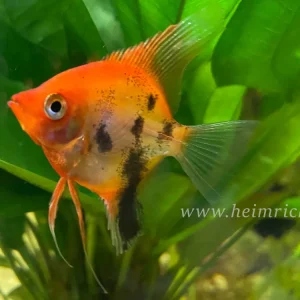 Skalar Marmor Super Red, med 5er-Gruppe (Pterophyllum scalare) Kracherpreis