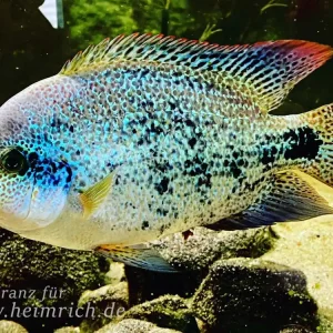 Vieja zonata, med. - male (Gürtelbuntbarsch) Schnäppchen