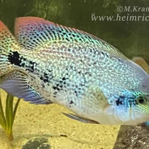 Vieja zonata, med. - female (Gürtelbuntbarsch) Begrenztes Angebot