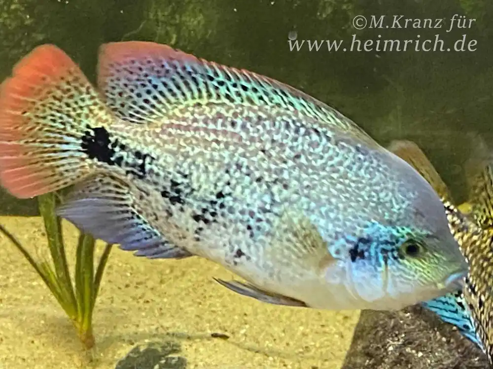 Vieja zonata, med. - female (Gürtelbuntbarsch) Begrenztes Angebot