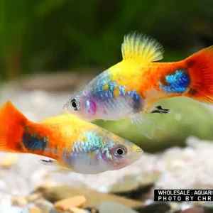 Xiphophorus maculatus spec Blue Butterfly Mickey Mouse - male (4-farbiger Platy) Preisknaller