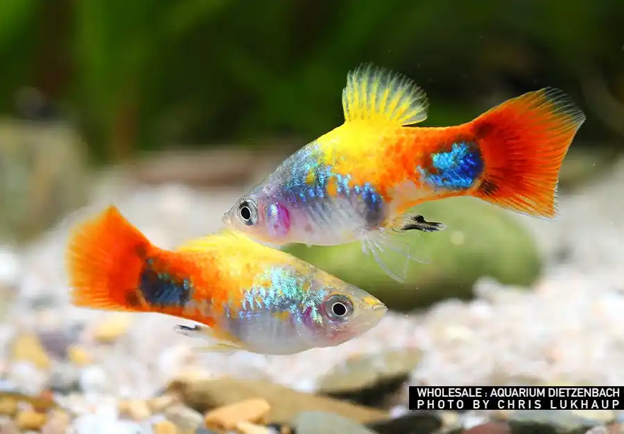 Xiphophorus maculatus spec Blue Butterfly Mickey Mouse - male (4-farbiger Platy) Preisknaller