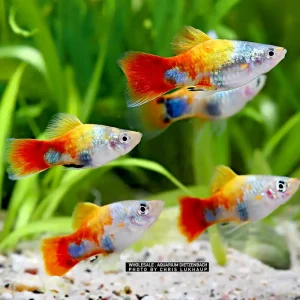 Xiphophorus maculatus spec Blue Butterfly Mickey Mouse - 5er-Gruppe (4-farbiger Platy) Ausverkauf