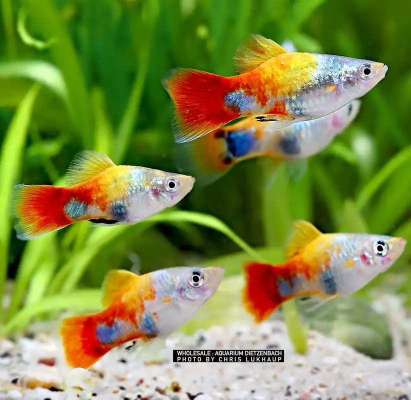 Xiphophorus maculatus spec Blue Butterfly Mickey Mouse - 5er-Gruppe (4-farbiger Platy) Ausverkauf