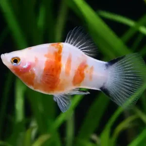 Wochenendangebot Xiphophorus maculatus spec Bleeding Heart - female (Platy Blutendes Herz)