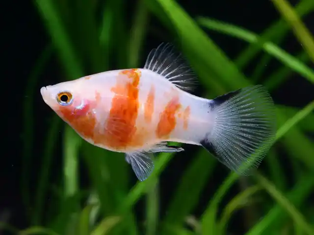 Wochenendangebot Xiphophorus maculatus spec Bleeding Heart - female (Platy Blutendes Herz)