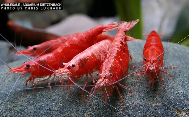 Neocaridina davidi, large 10er-Gruppe ("Sakura" Fire Zwerggarnele) Geprüft