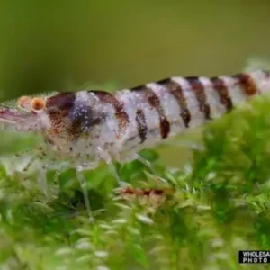 Versand Am Gleichen Tag Caridina babaulti spec. Indian Zebra 5er-Gruppe (Zwerggarnele Indien Zebra)
