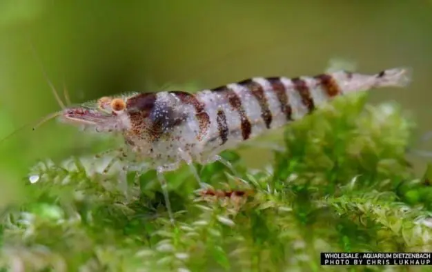 Versand Am Gleichen Tag Caridina babaulti spec. Indian Zebra 5er-Gruppe (Zwerggarnele Indien Zebra)