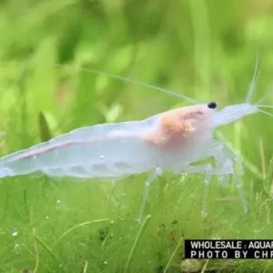 Caridina multidentata spec. SNOW (Amanogarnele SNOW) Markenprodukt