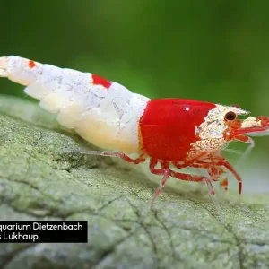 Caridina logemanni spec. Crystal Red, 10er-Gruppe (Kristallrote Zwerggarnele) Neu
