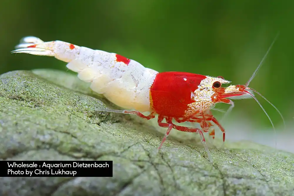 Sonderaktion Caridina logemanni spec. Crystal Red, 20er-Gruppe (Kristallrote Zwerggarnele)