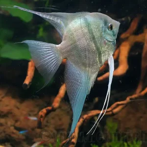 Skalar spec. 'Blaue Lagune', XL Male (Pterophyllum spec.) Markenprodukt