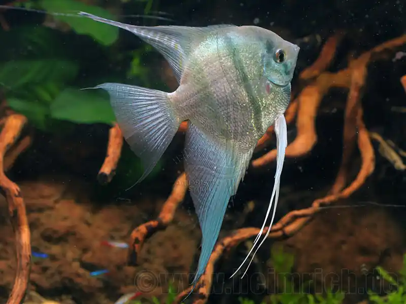 Skalar spec. 'Blaue Lagune', XL Male (Pterophyllum spec.) Markenprodukt
