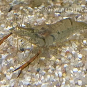 Echt Macrobrachium assamense, 3er-Gruppe (Ringelhandgarnelen)