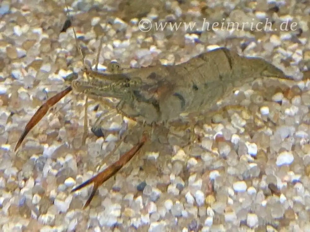 Echt Macrobrachium assamense, 3er-Gruppe (Ringelhandgarnelen)