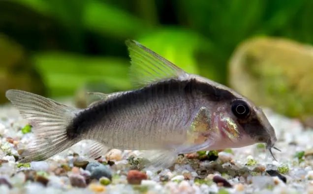 Corydoras arcuatus, 5er-Gruppe (Stromlinien-Panzerwels) Top-Angebot
