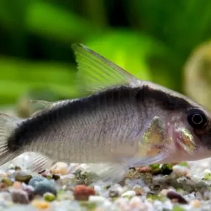 Top-Angebot Corydoras arcuatus, 10er-Gruppe (Stromlinien-Panzerwels)