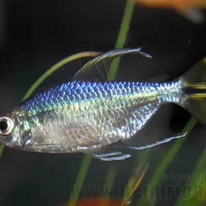 Preisknaller Gelber Kongosalmler, lg 10er-Gruppe (Alestopetersius caudalis)