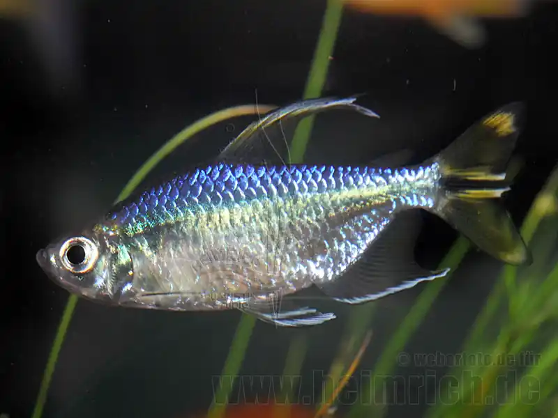 Preisknaller Gelber Kongosalmler, lg 10er-Gruppe (Alestopetersius caudalis)