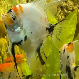 Schnäppchen Skalar smokey multicolor XL, female (Pterophyllum scalare)