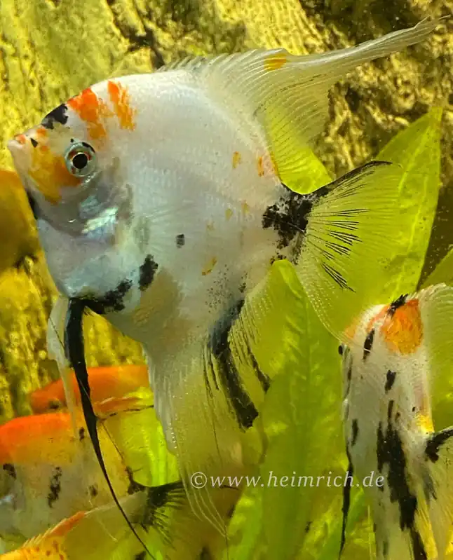Schnäppchen Skalar smokey multicolor XL, female (Pterophyllum scalare)