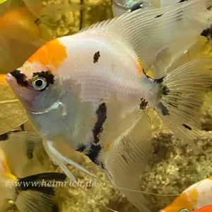 Top-Angebot Skalar smokey multicolor XL, male (Pterophyllum scalare)-Copy