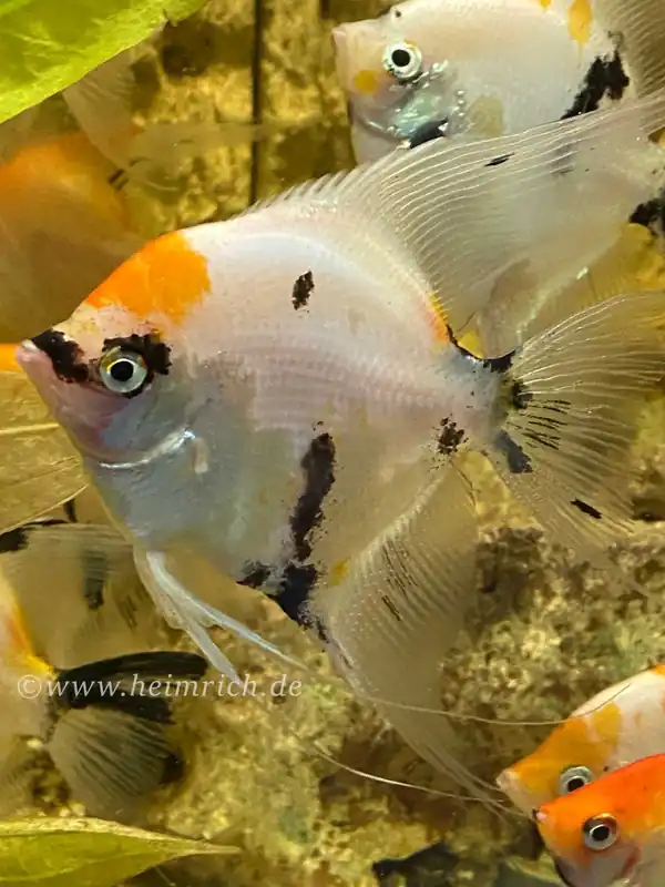 Top-Angebot Skalar smokey multicolor XL, male (Pterophyllum scalare)-Copy