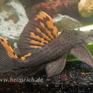 L91 Leporacanthicus triactis (Orangesaum-Rüsselzahnwels) Preis Gesenkt