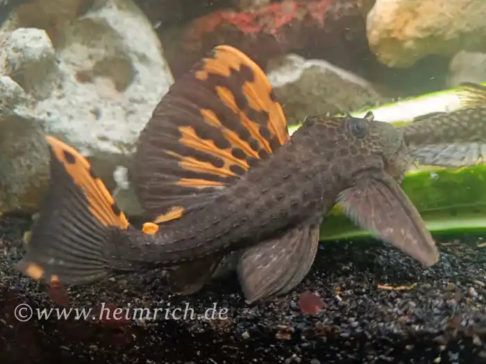 L91 Leporacanthicus triactis (Orangesaum-Rüsselzahnwels) Preis Gesenkt