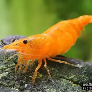 Neocaridina davidi (Zwerggarnele Orange) Beliebt