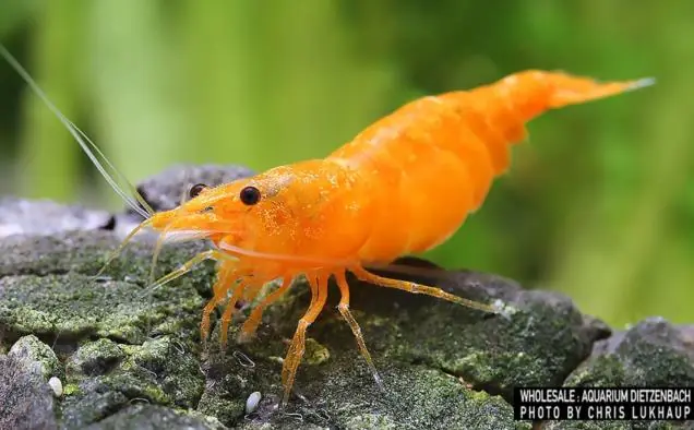 Neocaridina davidi (Zwerggarnele Orange) 20er-Gruppe Solange Der Vorrat Reicht
