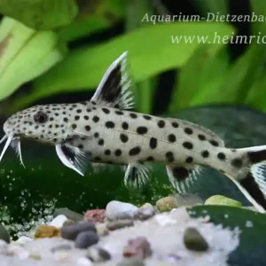 Synodontis lucipinnis 5er-Gruppe (Kleiner Leopard Fiederbartwels) Jetzt Kaufen