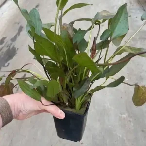 Echinodorus ozelot rot XXL (Mutterpflanze) Expressversand