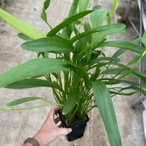 Preis Gesenkt Echinodorus horemani grün XXL (Mutterpflanze)