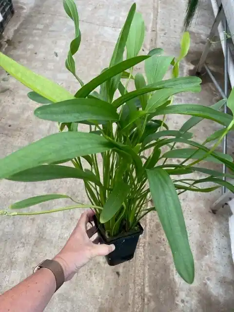 Preis Gesenkt Echinodorus horemani grün XXL (Mutterpflanze)