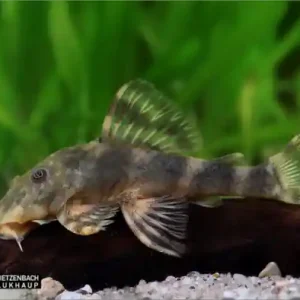 Sofort Bestellen Panaqolus maccus, med 2er-Gruppe (L104 Clown pleco)