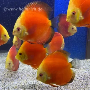 Preiswert Diskus Red Melon - Größe 6,5cm