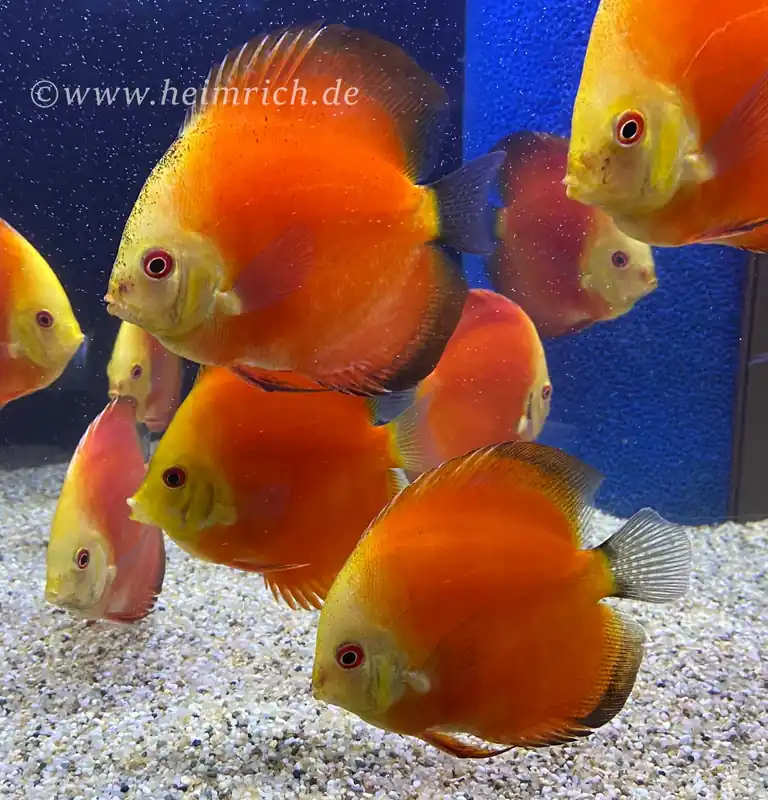 Preiswert Diskus Red Melon - Größe 6,5cm