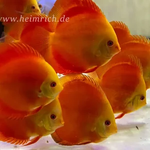 Diskus Red Melon - Größe 10cm Rabatt
