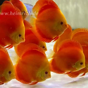 Ausverkauf Diskus Red Melon - Größe 12cm