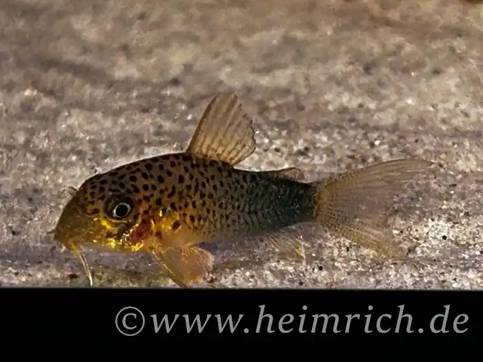 Corydoras similis (Similis-Panzerwels) Angebot