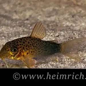 Corydoras similis, 3er-Gruppe (Similis-Panzerwels) Top-Seller