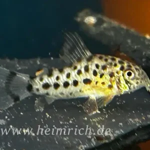 Corydoras knaacki (Knaacki's-Panzerwels CW32)-Copy Meistverkauft