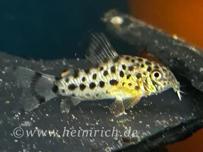 Corydoras knaacki (Knaacki's-Panzerwels CW32)-Copy Meistverkauft